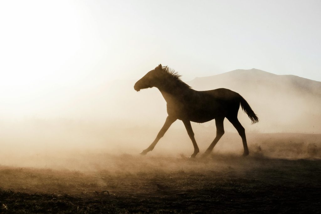The Fire Horse in Design — Balancing Energy, Warmth, and Calm